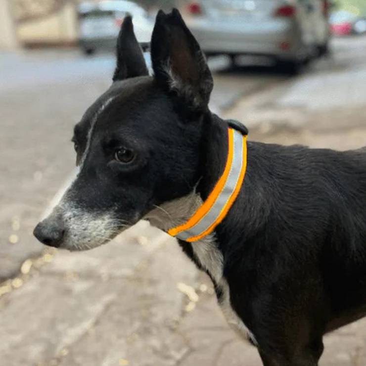 Mutt of Course Reflective Community Dog Collar (One Size, Yellow) (Pack of 2) - 1 pack (2 pieces)