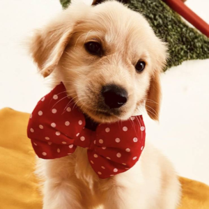 For The Fur Kids Special Dog Bowtie (Red) - 1 piece