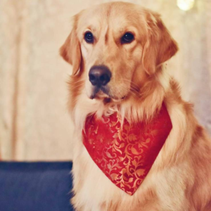 For The Fur Kids Festive Dog Bandana (Red, Gold) - 1 piece