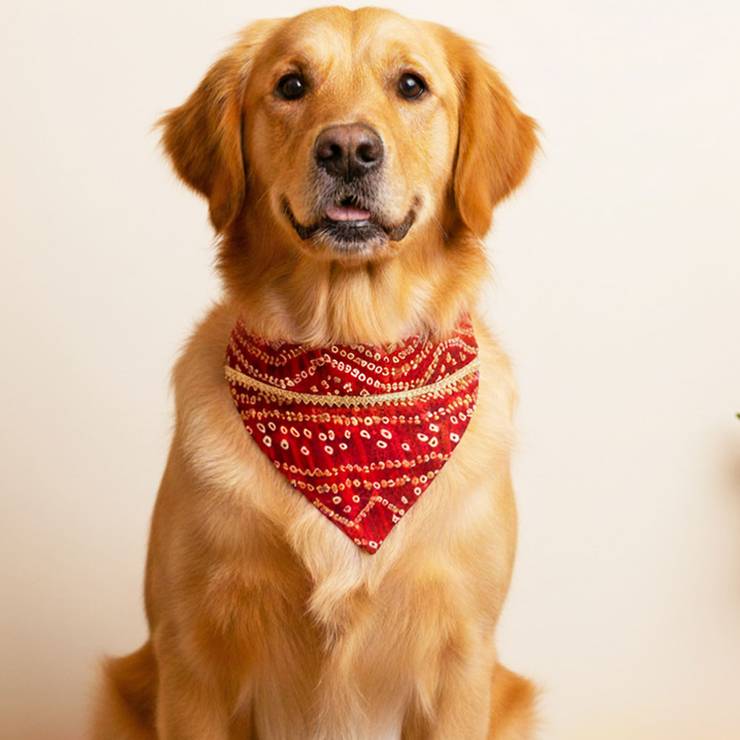 For The Fur Kids Traditional Bandhani Dog Bandana (Red) – 1 piece
