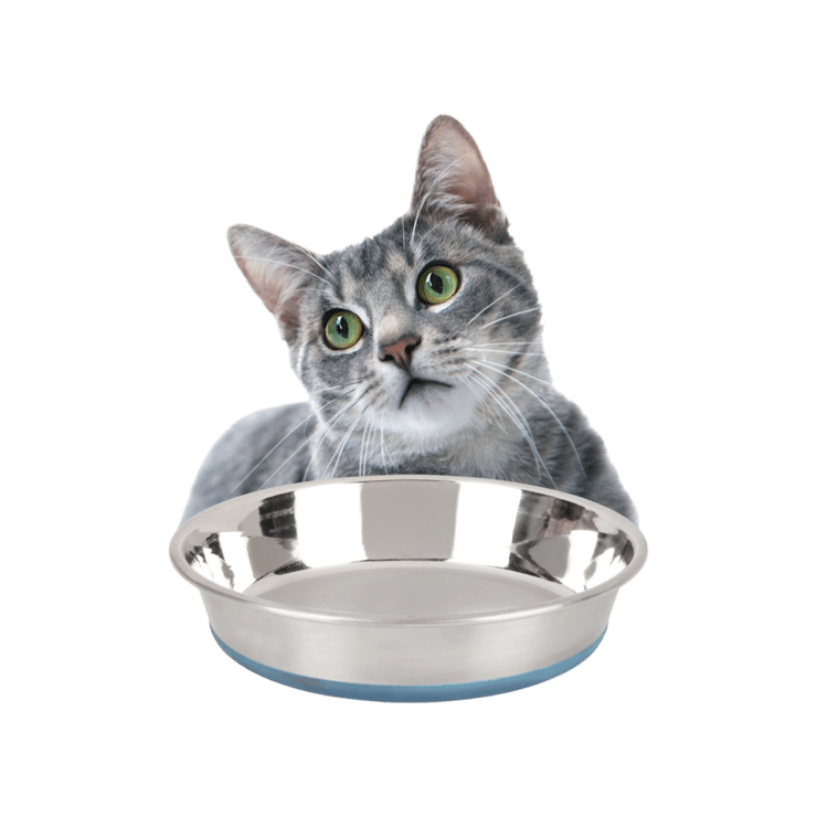 BearHugs Anti Skid Pet Feeding Bowl for Cat (Small) – 1 piece