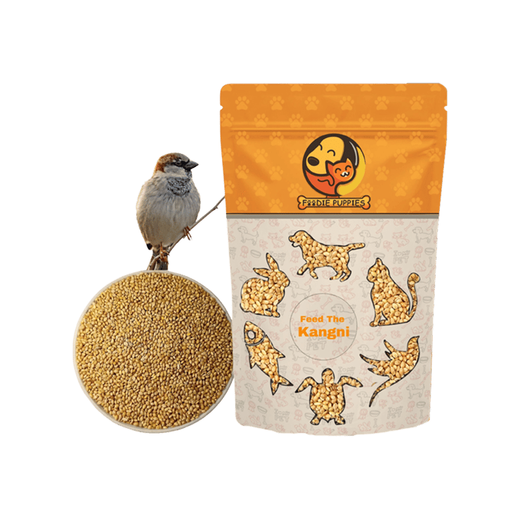 Foodie Puppies Foxtail Millet Kangni Seeds – 1000 g